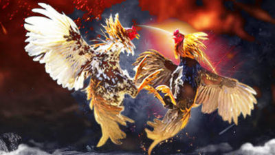 Polsek Benowo Tangkap 6 Tersangka Judi Sabung Ayam