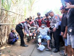 Satreskrim Polres Lumajang Berhasil Ungkap Komplotan Pencuri Sapi, Dua Tersangka Diamankan