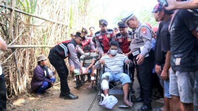 Satreskrim Polres Lumajang Berhasil Ungkap Komplotan Pencuri Sapi, Dua Tersangka Diamankan