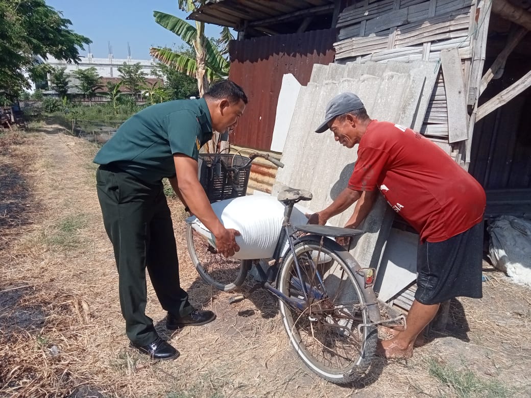 Foto : Wujudkan Ketahanan Pangan Nasional, Babinsa Pakal Bantu Petani Panen Padi di Wilayah