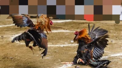 Aktivitas Sabung Ayam di Dusun Pongkerep Sampang Tak Tersentuh Hukum, Ada Apa dengan APH