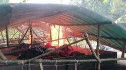 Dua Arena Sabung Ayam di Mojokerto Dibakar, Kapolres: Tidak Ada Ruang untuk Pelaku Judi Sabung Ayam