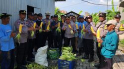 Dukung Ketahanan Pangan Nasional, Polres Pelabuhan Tanjung Perak Gelar Panen Raya Jagung Manis ke-8